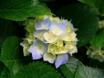 /album/fotogaleria/hydrangeas-jpg/