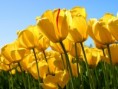 /album/fotogaleria/tulips-jpg/